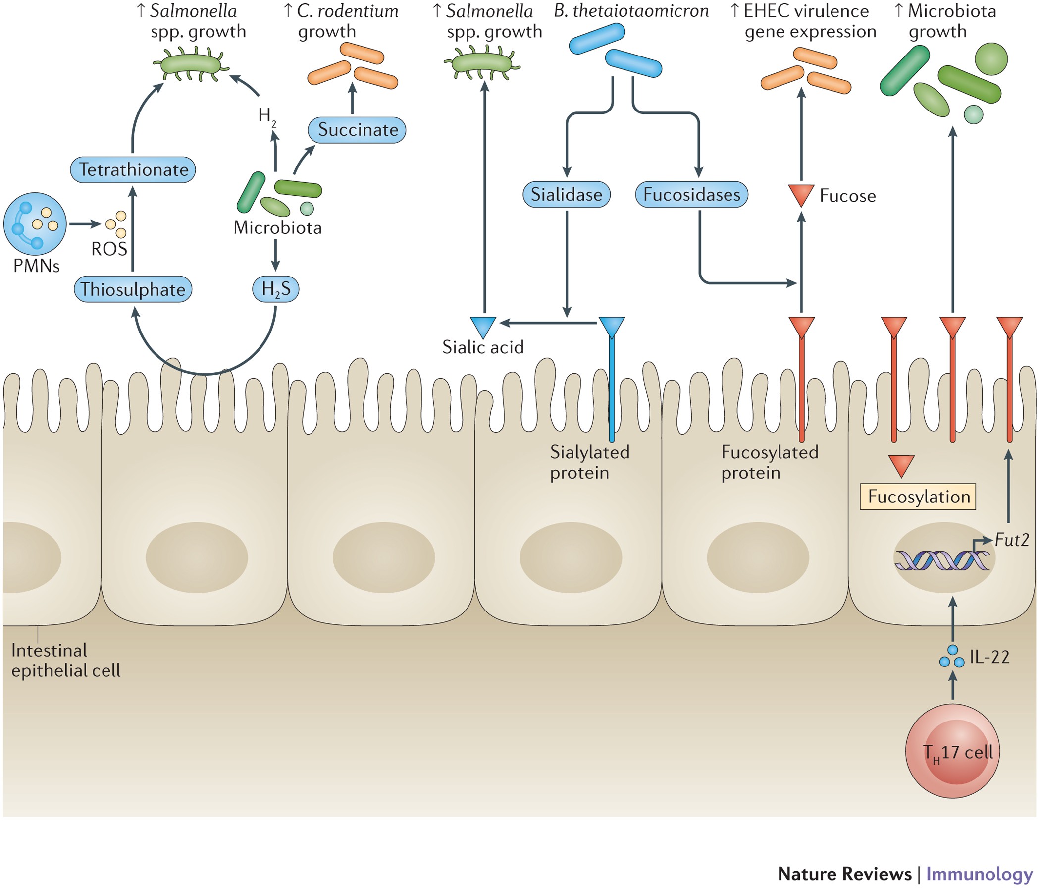 Mucosal immunity to pathogenic intestinal bacteria | Nature Reviews  Immunology