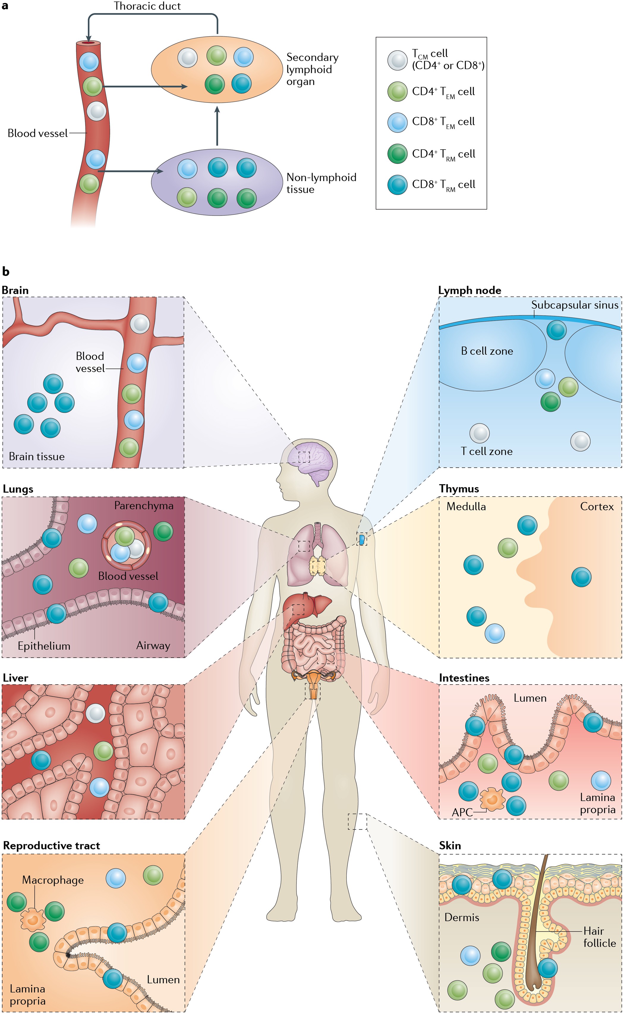 Tissue-resident memory T cells: local specialists in immune defence |  Nature Reviews Immunology