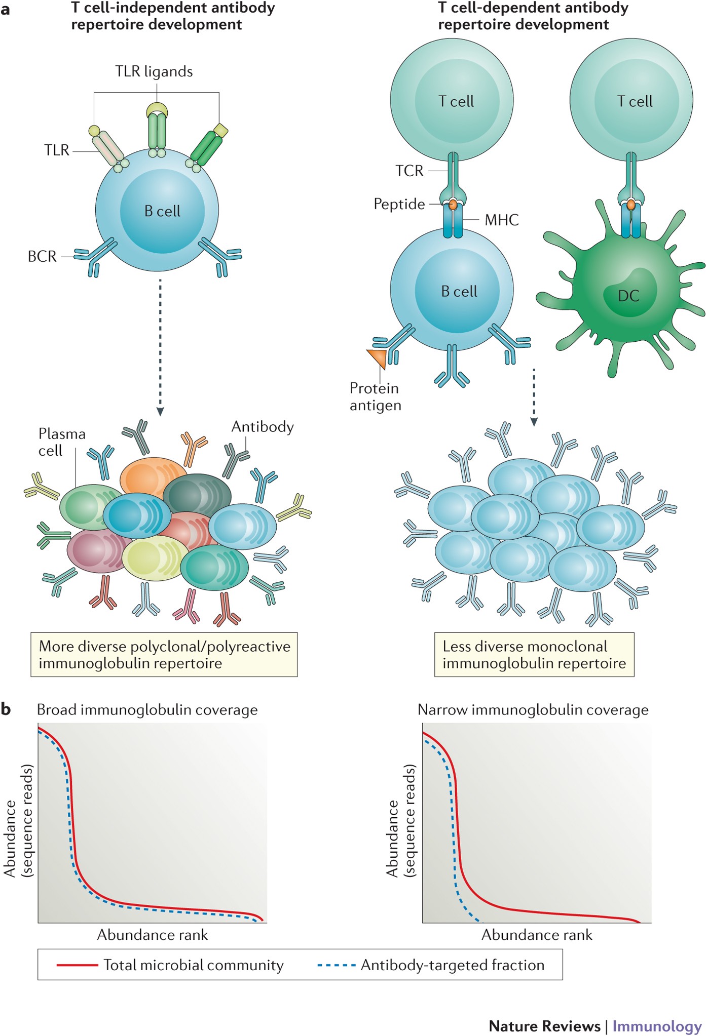 The systemic anti-microbiota IgG repertoire can identify gut