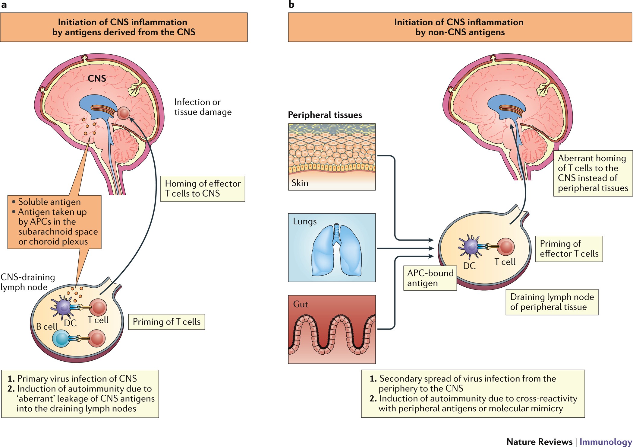 T cell responses in the central nervous system   Nature Reviews
