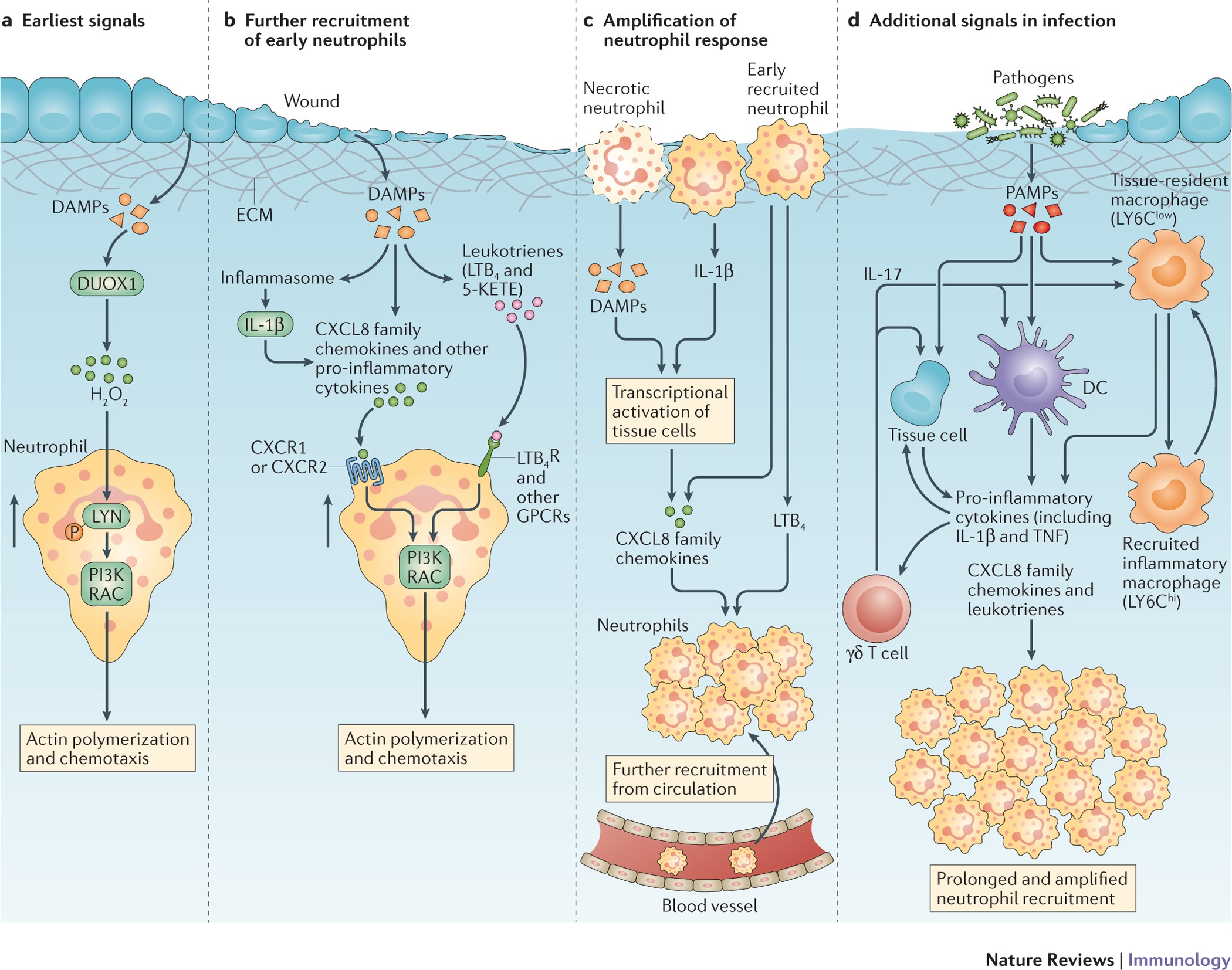 Neutrophil migration in infection and wound repair: going forward in  reverse