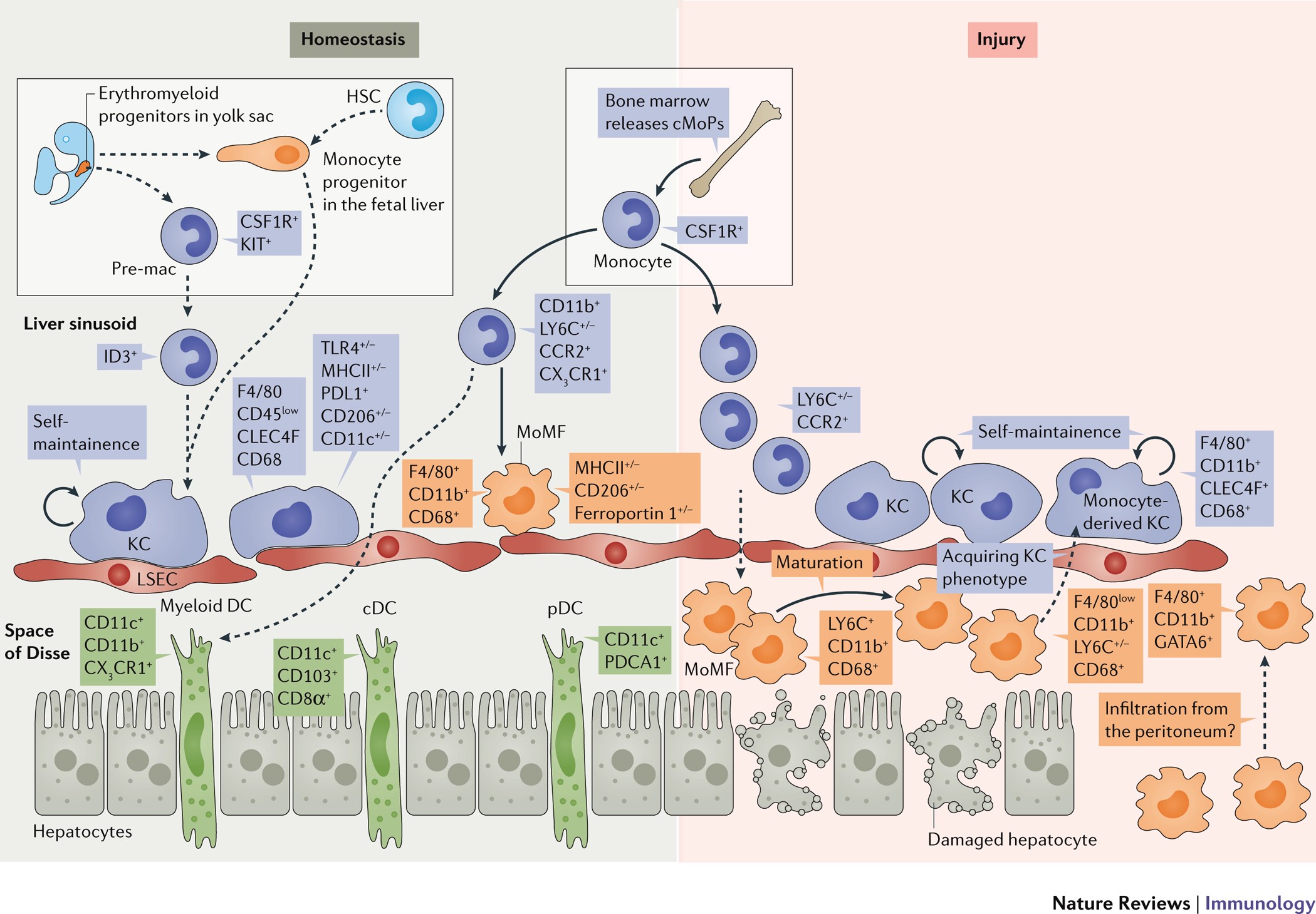 Metabolism of tissue macrophages in homeostasis and pathology