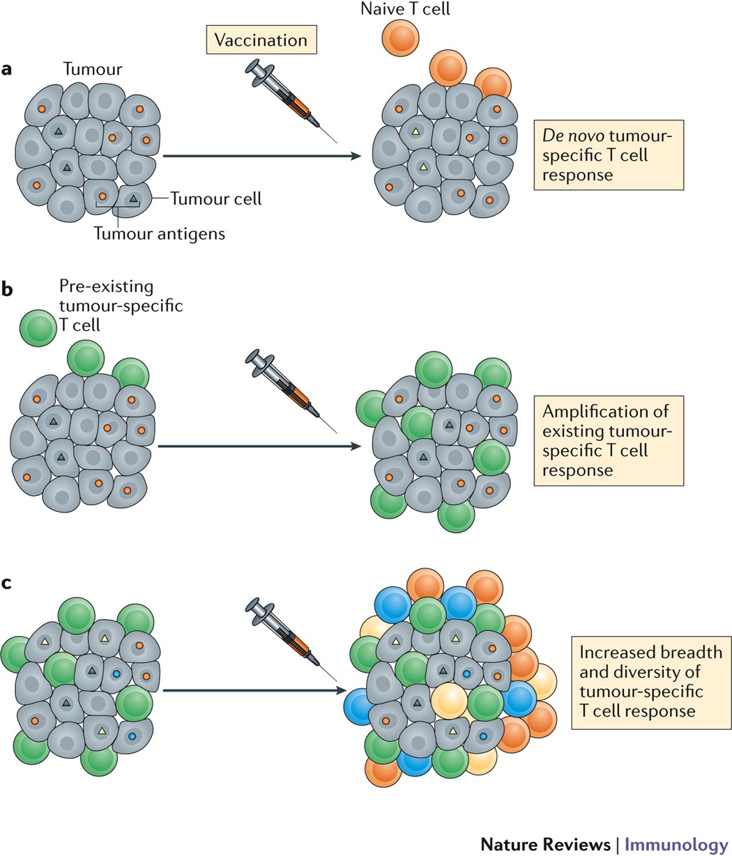 Towards personalized, tumour-specific, therapeutic vaccines for cancer |  Nature Reviews Immunology