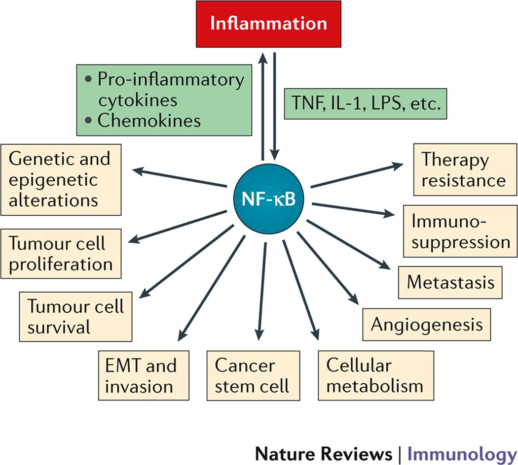 NF-κB, inflammation, immunity and cancer: coming of age | Nature Reviews  Immunology
