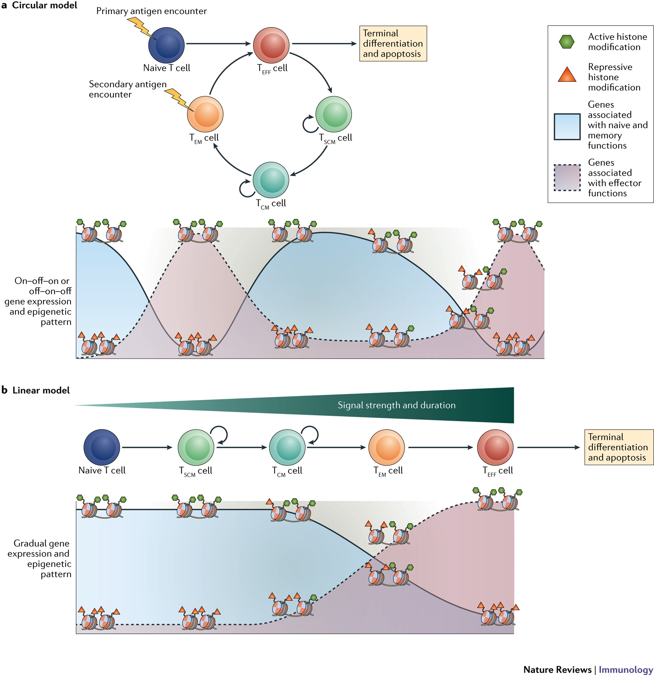 Epigenetic Control Of Cd8 T Cell Differentiation Nature Reviews Immunology