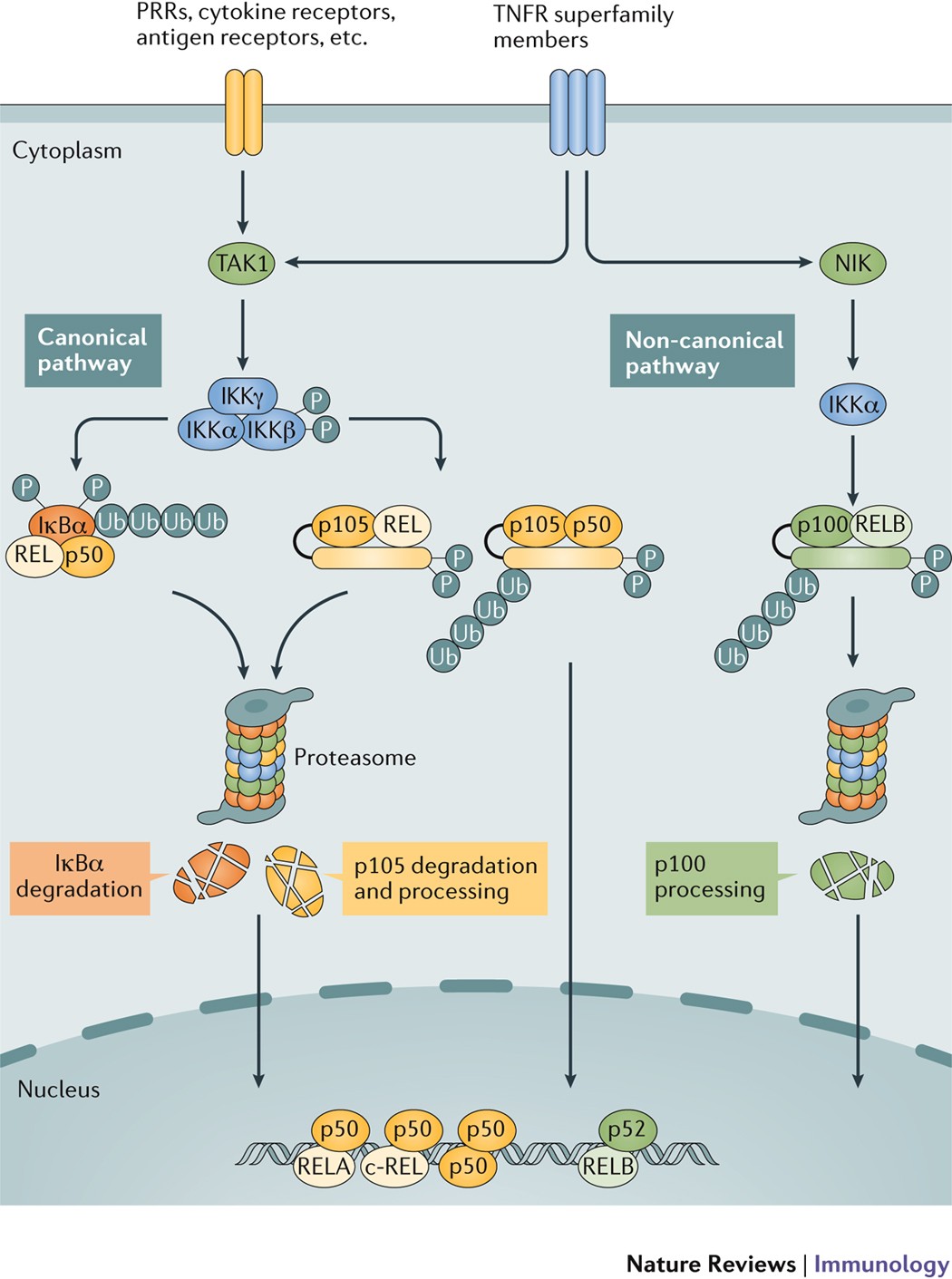 The non-canonical NF-κB pathway in immunity and inflammation | Nature  Reviews Immunology