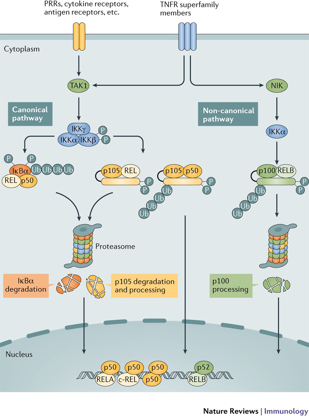 Nfkb2 deficiency and its impact on plasma cells and immunoglobulin