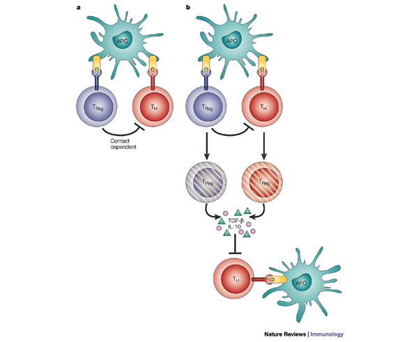 basic immunology abbas google basic immunology abbas google