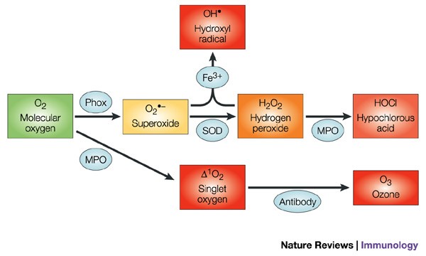 NOX enzymes and the biology of reactive oxygen | Nature Reviews Immunology