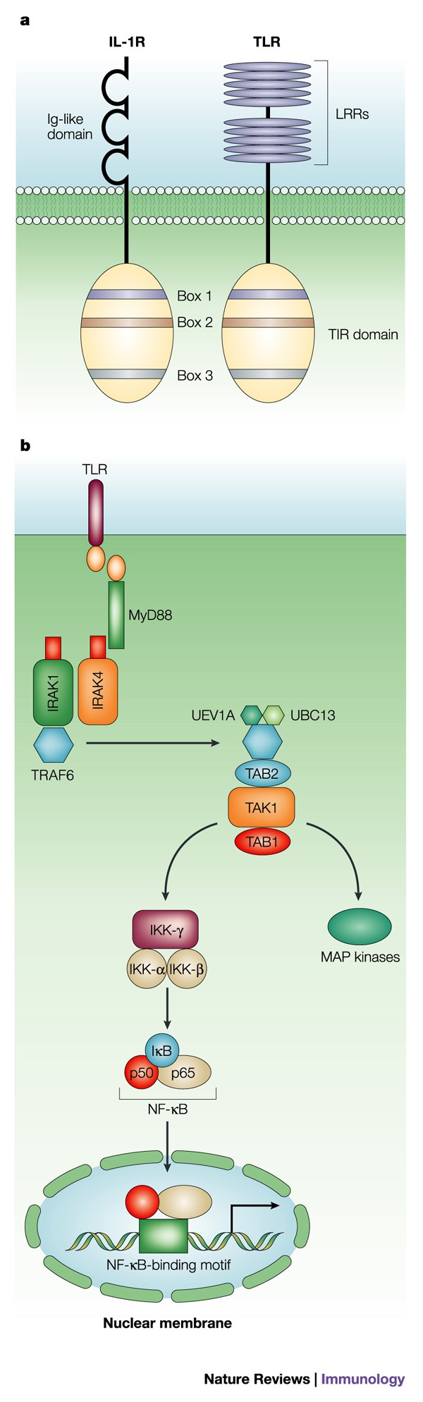 Toll Like Receptor Signalling Nature Reviews Immunology