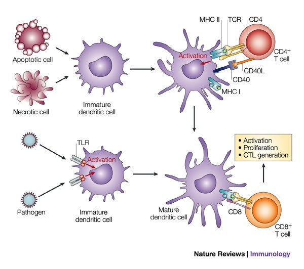 Helping the CD8+ T-cell response | Nature Reviews Immunology