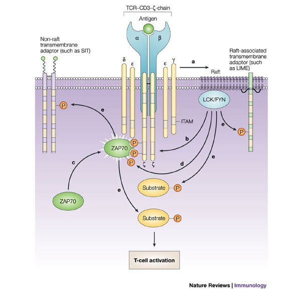 Transmembrane adaptor proteins: organizers of immunoreceptor signalling |  Nature Reviews Immunology