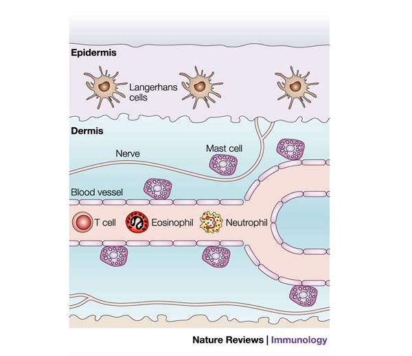 Mast-cell responses to pathogens | Nature Reviews Immunology