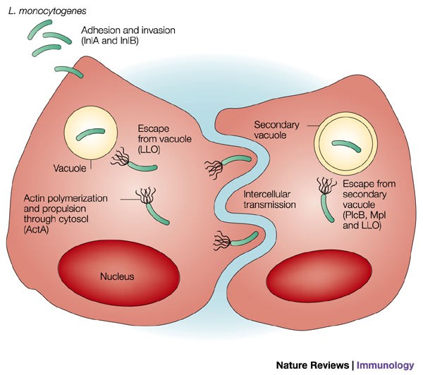 Listeria