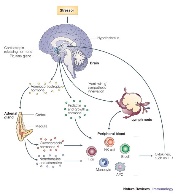 Stress-induced immune dysfunction: implications for health | Nature Reviews