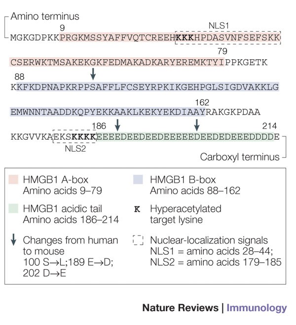 High-mobility group box 1 protein (HMGB1): nuclear weapon in the immune  arsenal | Nature Reviews Immunology