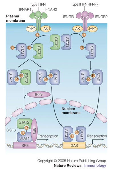 The Yin and Yang of type I interferon activity in bacterial infection |  Nature Reviews Immunology