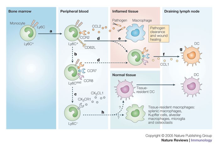 Monocyte and macrophage heterogeneity | Nature Reviews Immunology
