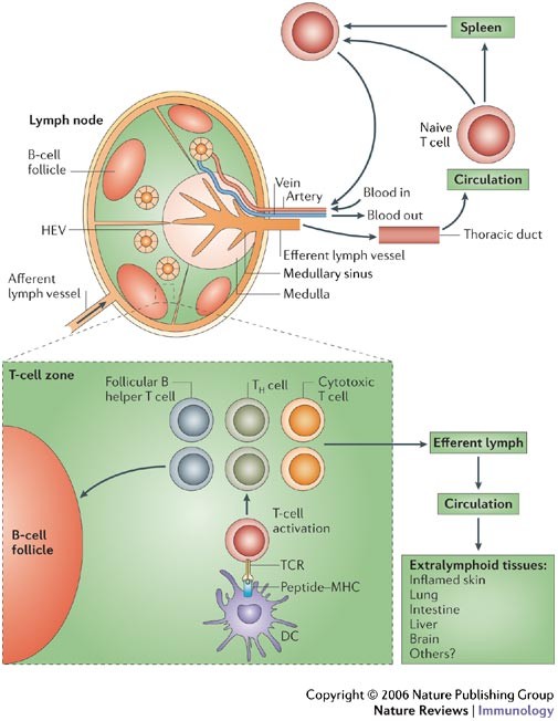 skolde arbejdsløshed pianist Tissue-tropic effector T cells: generation and targeting opportunities | Nature  Reviews Immunology