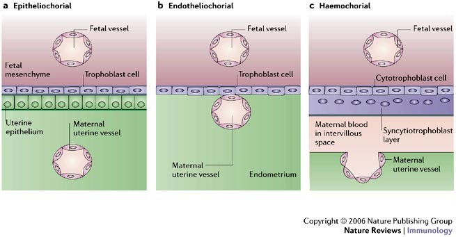 Immunology of placentation in eutherian mammals | Nature Reviews Immunology