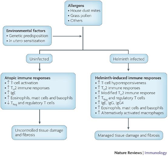 helminth and allergic disease