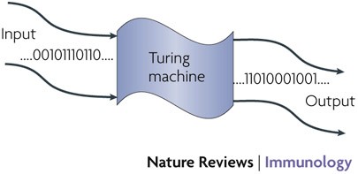 Real and artificial immune systems: computing the state of the 