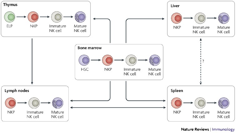 Developmental pathways that generate natural-killer-cell diversity in mice  and humans | Nature Reviews Immunology