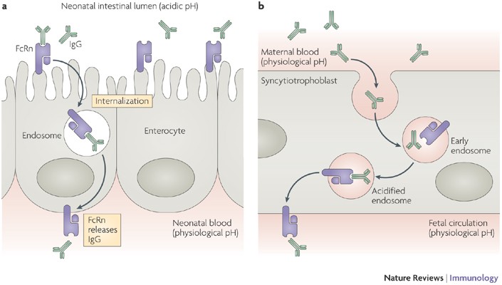 Atomic society igg