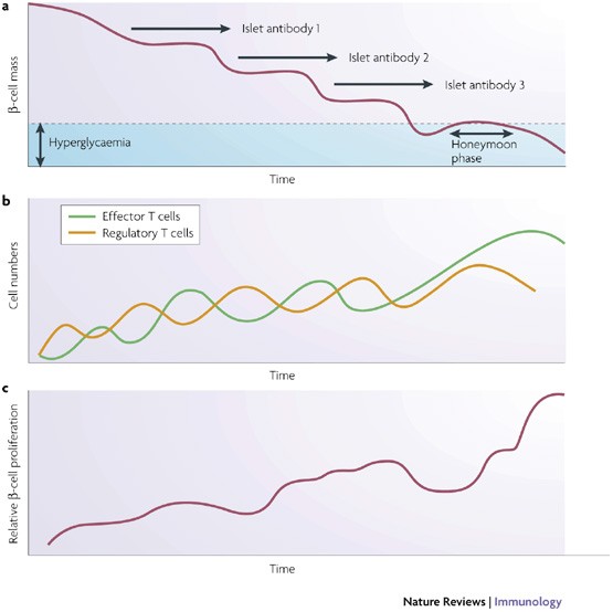 remission in type 1 diabetes mellitus