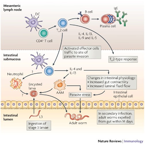Helminth infection function, Helminths host immune response