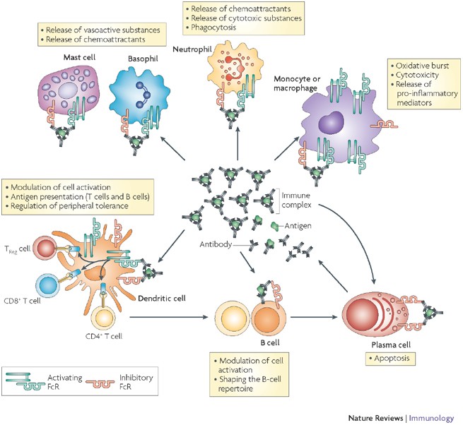 Fc receptor (FcR)-mediated signaling for phagocytosis. Engagement