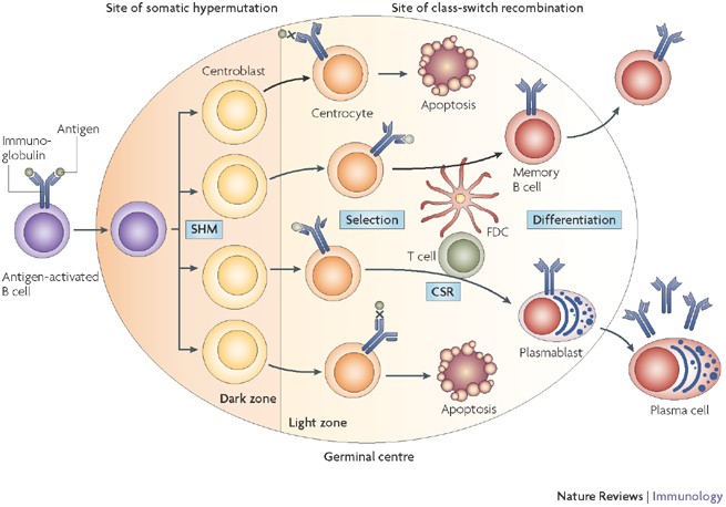Germinal centres: role in B-cell physiology and malignancy | Nature Reviews  Immunology