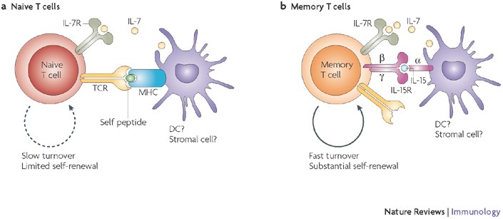 T Cells May Be The Living Anti-Aging Elixir - Neuroscience News