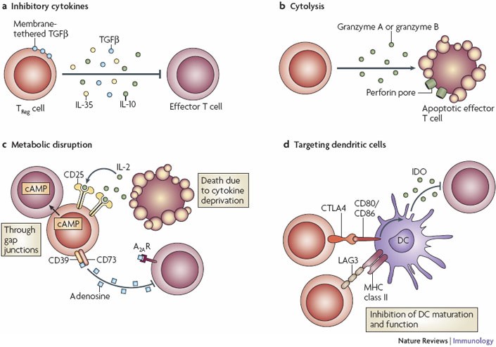 How regulatory T cells work | Nature Reviews Immunology