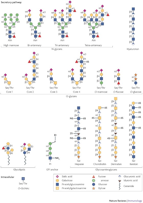 Frontiers  Unraveling cross-reactivity of anti-glycan IgG