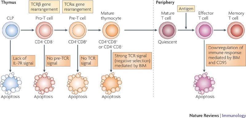 Cd3 Mature T Cells