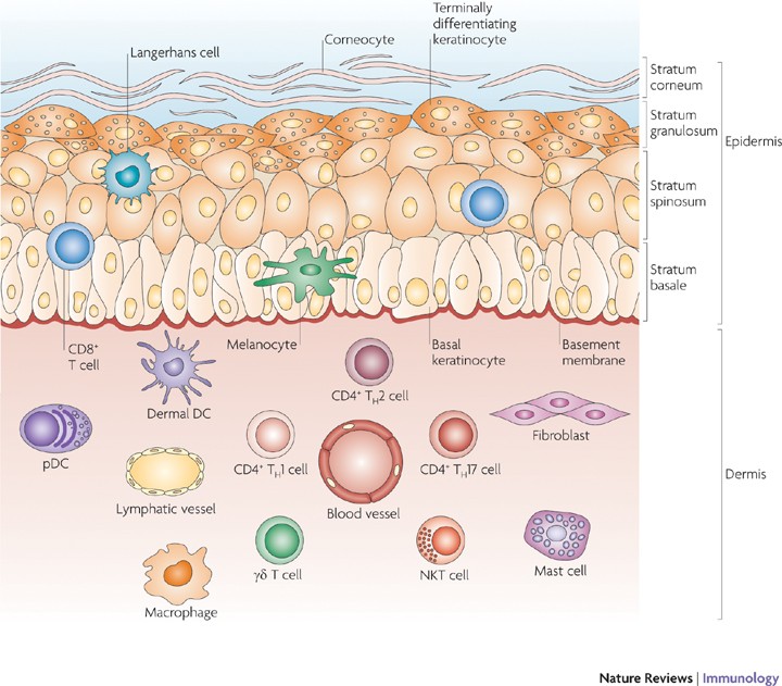 Skin immune sentinels in health and disease | Nature Reviews Immunology