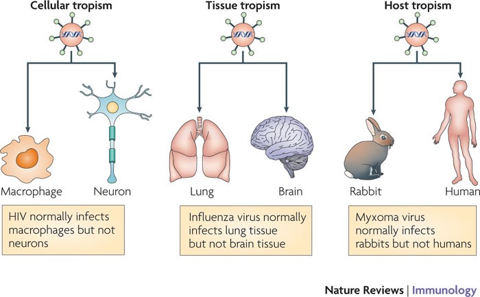 Cytokine determinants of viral tropism | Nature Reviews Immunology