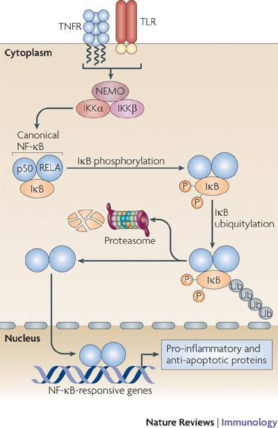 Regulation of tissue homeostasis by NF-κB signalling: implications for  inflammatory diseases | Nature Reviews Immunology
