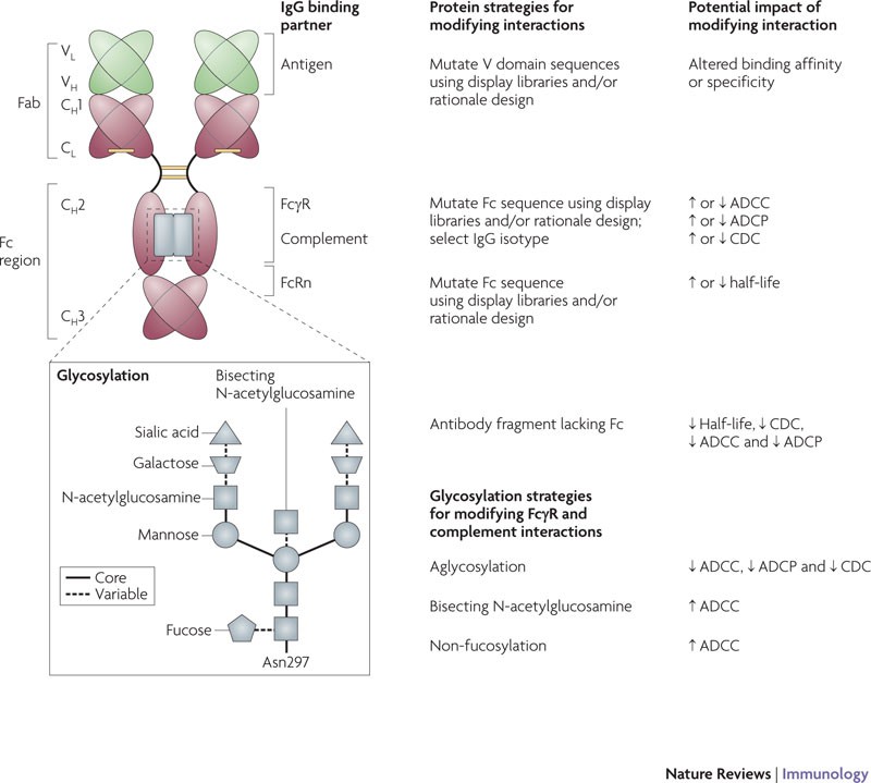 Therapeutic Antibodies For Autoimmunity And Inflammation Nature