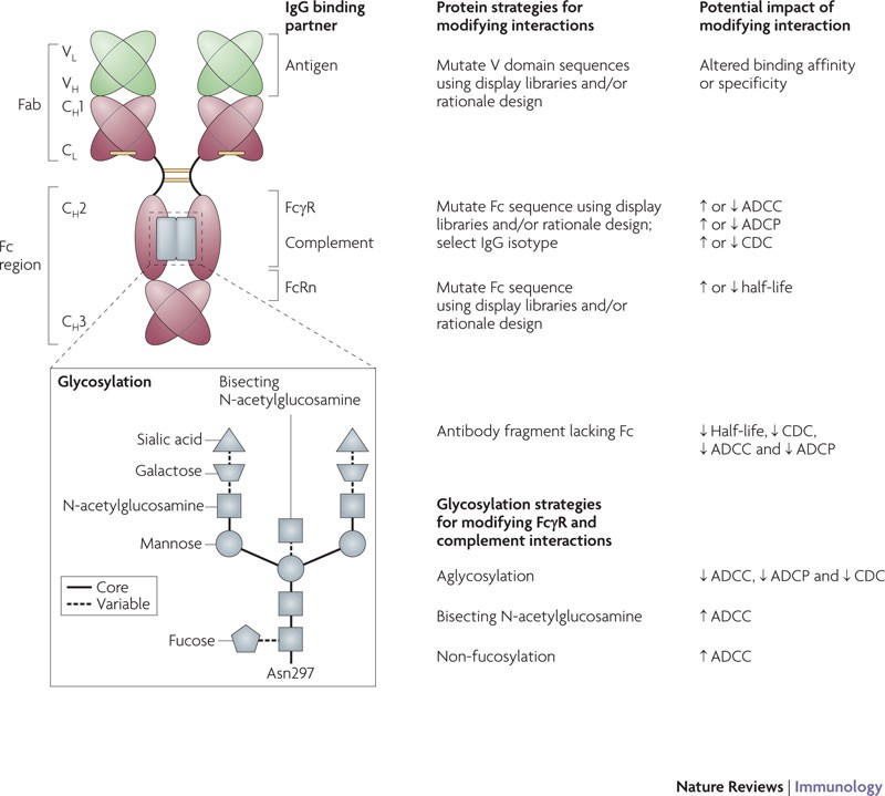 PDF) Cross-species higher sensitivities of FcγRIIIA/FcγRIV to afucosylated  IgG for enhanced ADCC