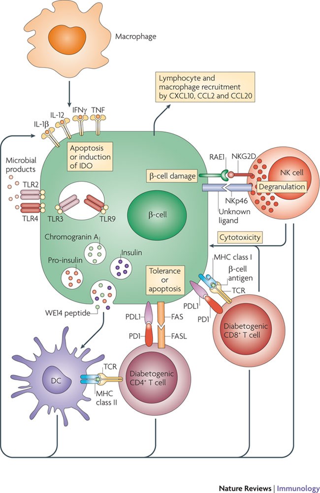Immune cell crosstalk in type 1 diabetes | Nature Immunology