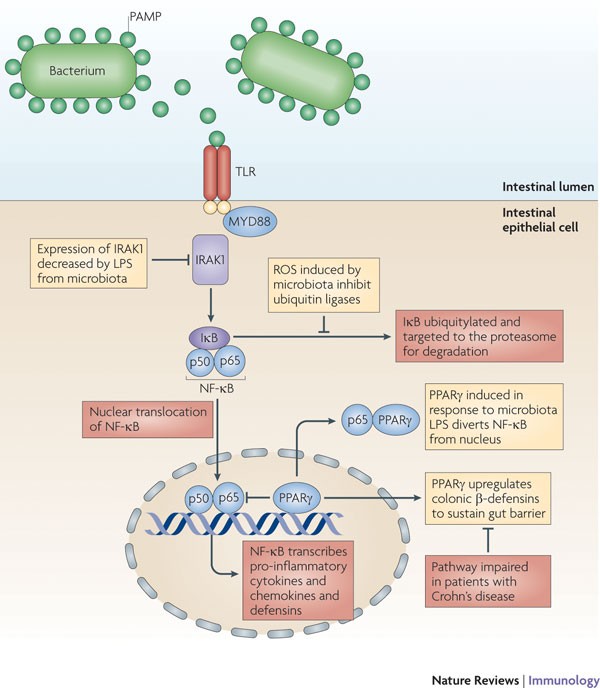 The system the gut microbiota: friends or foes? | Nature Reviews Immunology