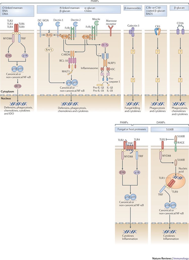 Immunity To Fungal Infections Nature Reviews Immunology