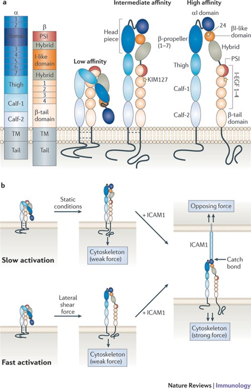 ghk-cu integrin signaling The insider's guide to leukocyte integrin signalling and function