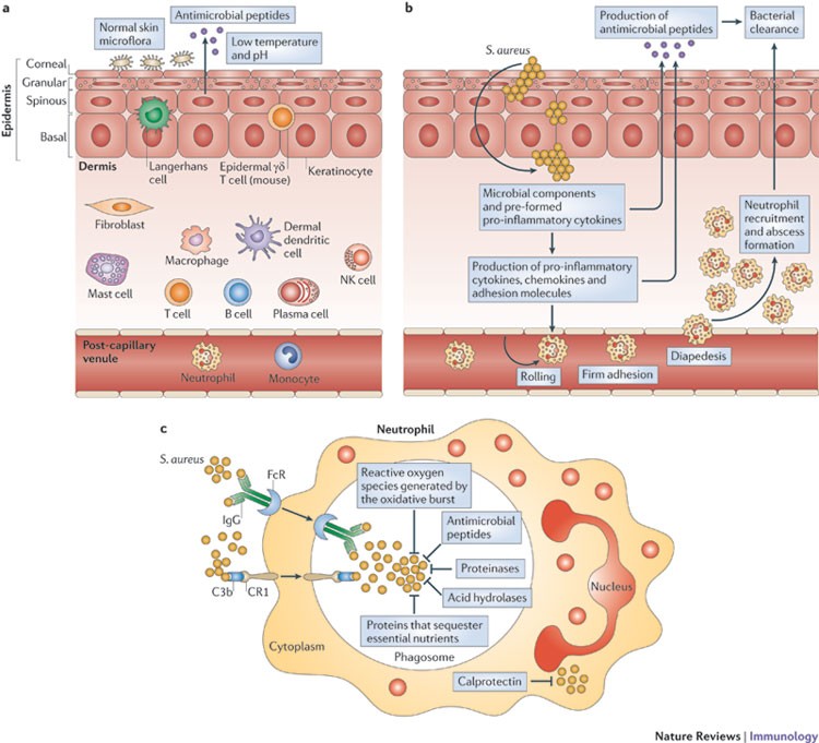 Molecular Pathogenesis of Staphylococcus aureus Infection