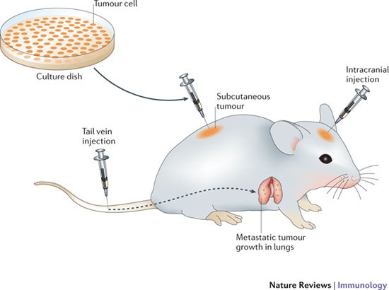 Experimental Mouse Tumour Models What Can Be Learnt About Human Cancer Immunology Nature Reviews Immunology