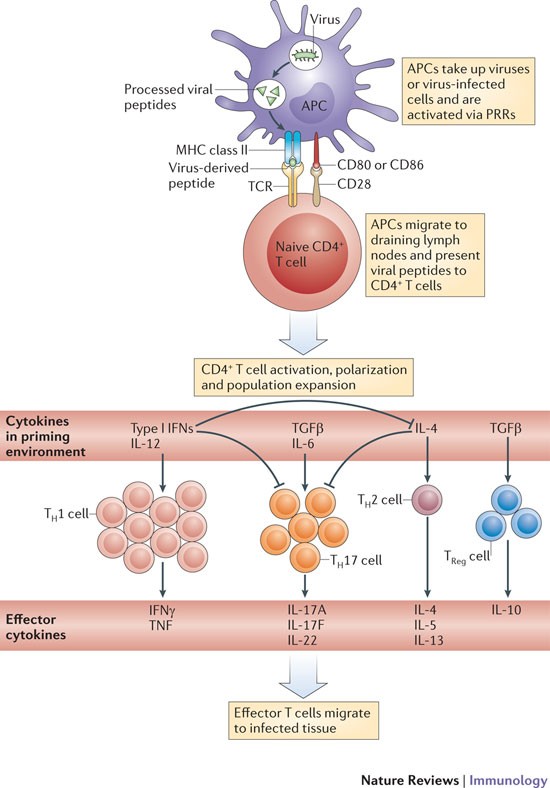 Cell-mediated immunity is essential to prevent reinfection by the