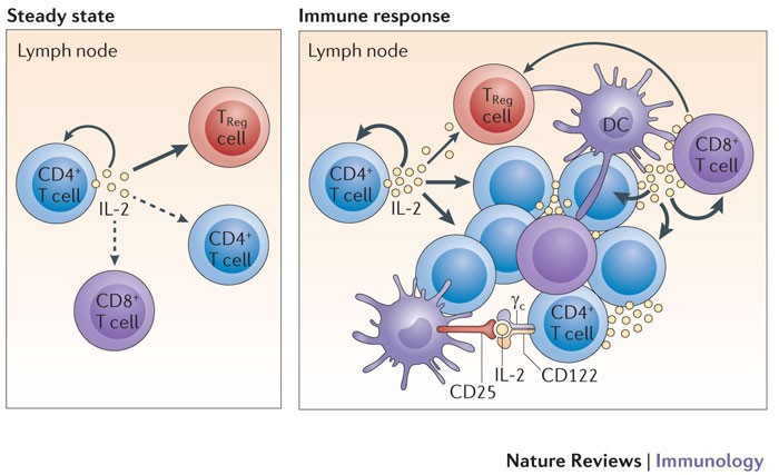 Interaction of IL-38 and DSTN in HEK293T cells. Association of IL-38