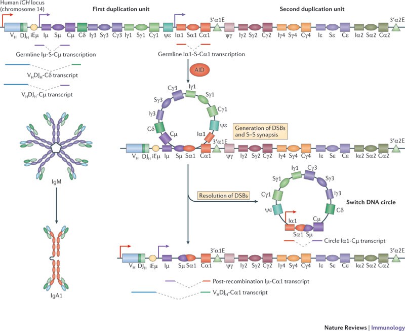 Immunoglobulin class-switch DNA recombination: induction, targeting and  beyond | Nature Reviews Immunology